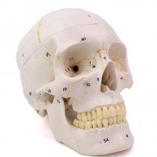 Human Skull, 3 parts, numbered